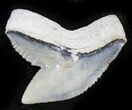Sharp Fossil Tiger Shark Tooth - Lee Creek Mine #26707-1
